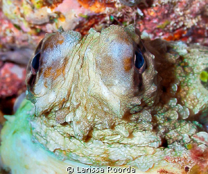 Octopus by Larissa Roorda 